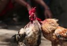Aturan Bermain Judi Sabung Ayam S128