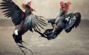 Pentingnya Memilih Ayam Yang Tepat Di Sabung Ayam Online