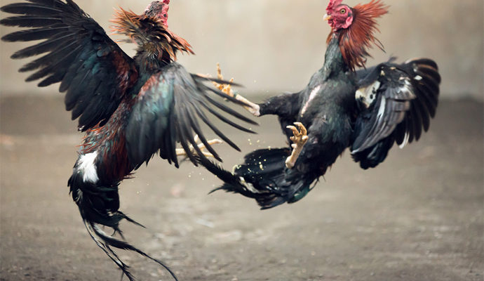 Pentingnya Memilih Ayam Yang Tepat Di Sabung Ayam Online